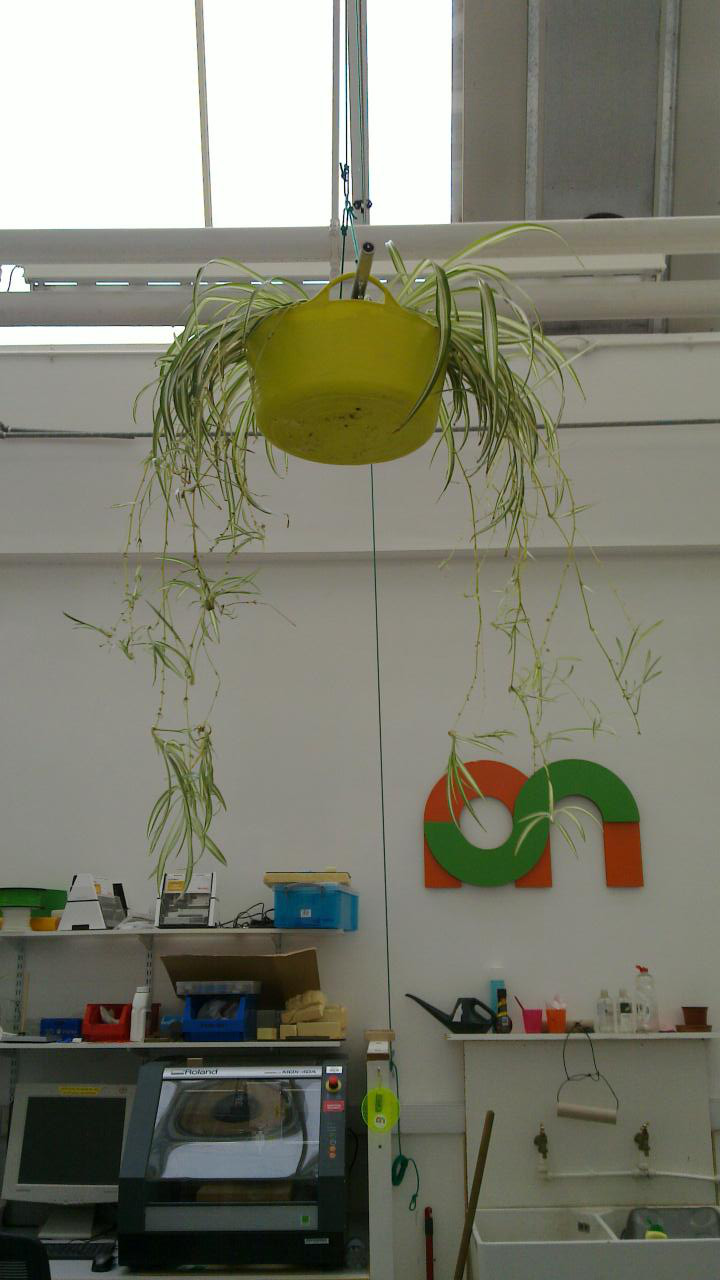 Big plant just after it was moved from the kitchen and planted in a hanging trug